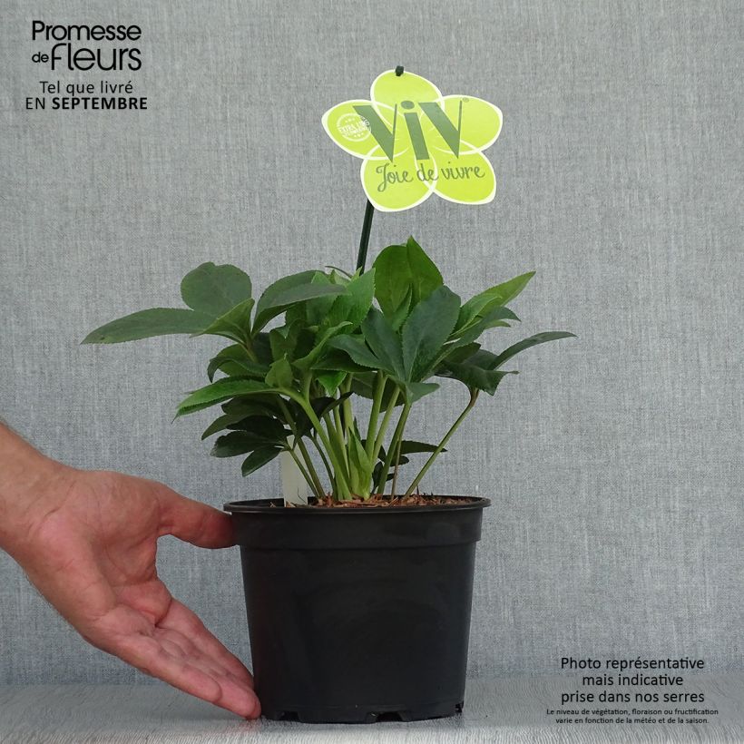 Amostra de Helleborus orientalis ViV Teresa Vaso de 2 L/3 L tal como entregue no outono