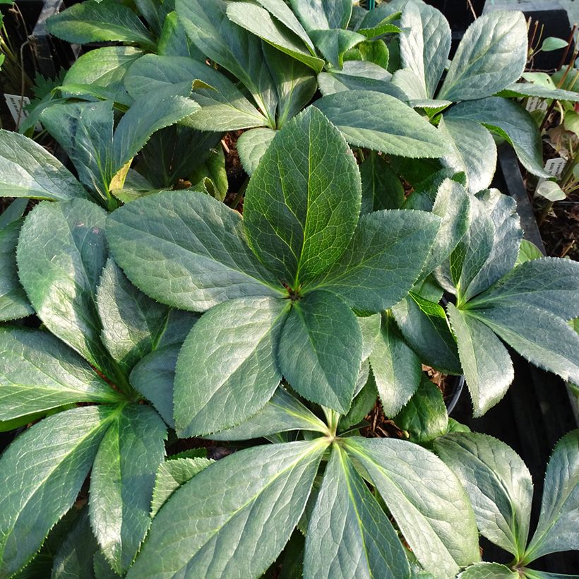 Helleborus orientalis ViV Valentina (Folhagem)