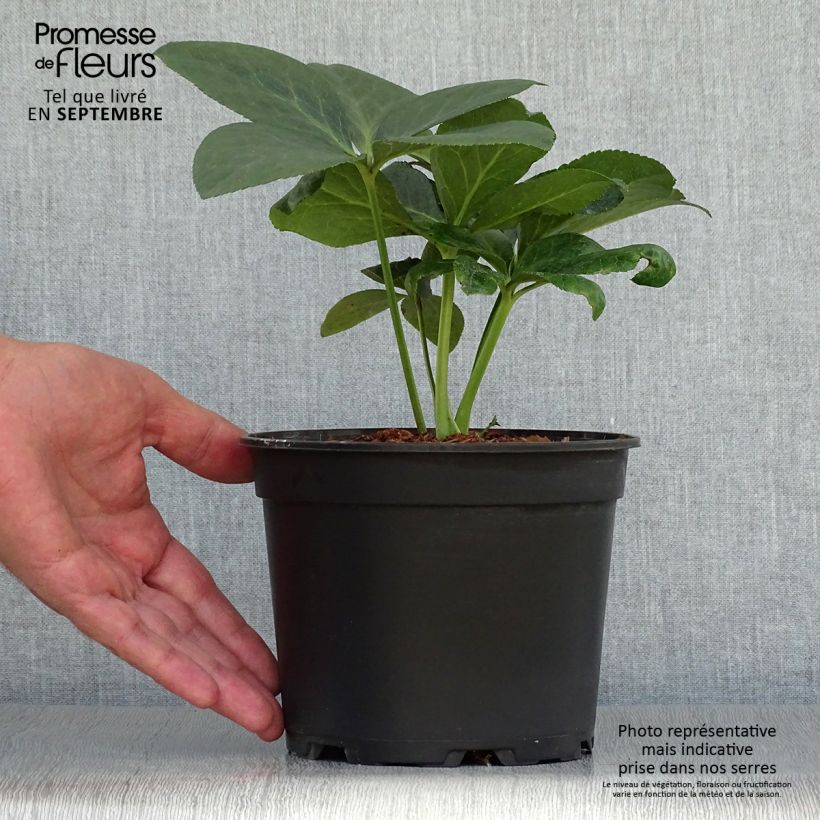 Amostra de Helleborus orientalis ViV Valentina Vaso de 2 L/3 L tal como entregue no outono
