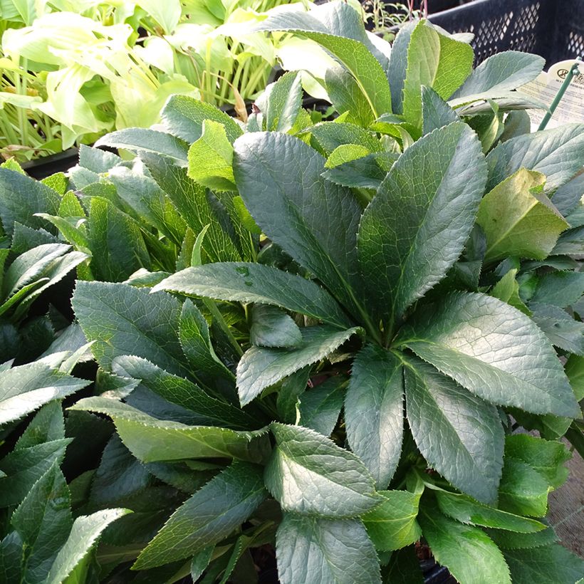 Helleborus orientalis ViV Vera (Folhagem)