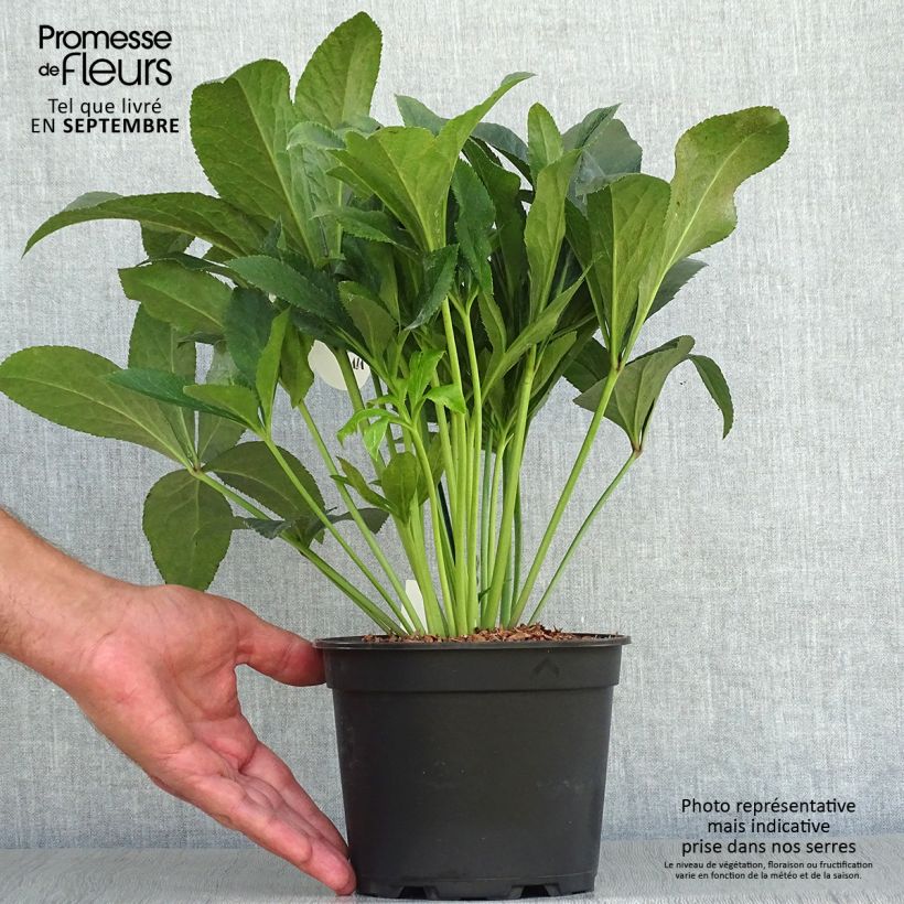 Amostra de Hellébore orientale ViV Vera Pot de 2L/3L tal como entregue no outono