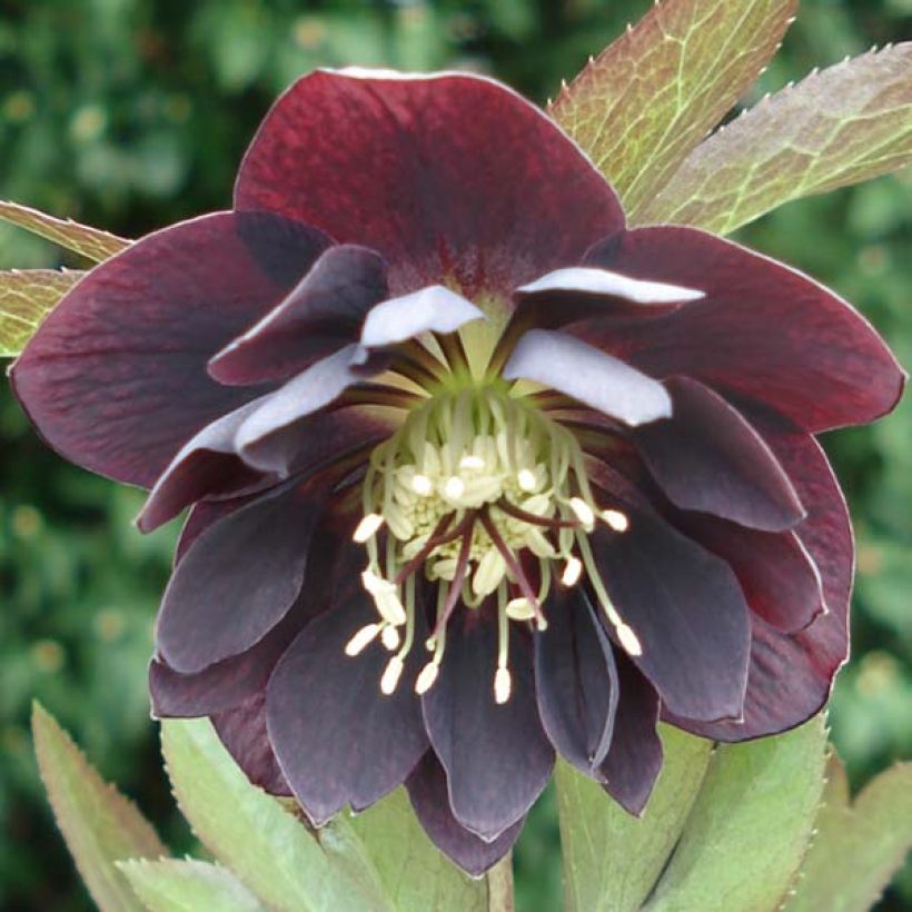Helleborus orientalis Double Preta (Floração)