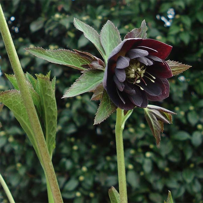 Helleborus orientalis Double Preta (Hábito)