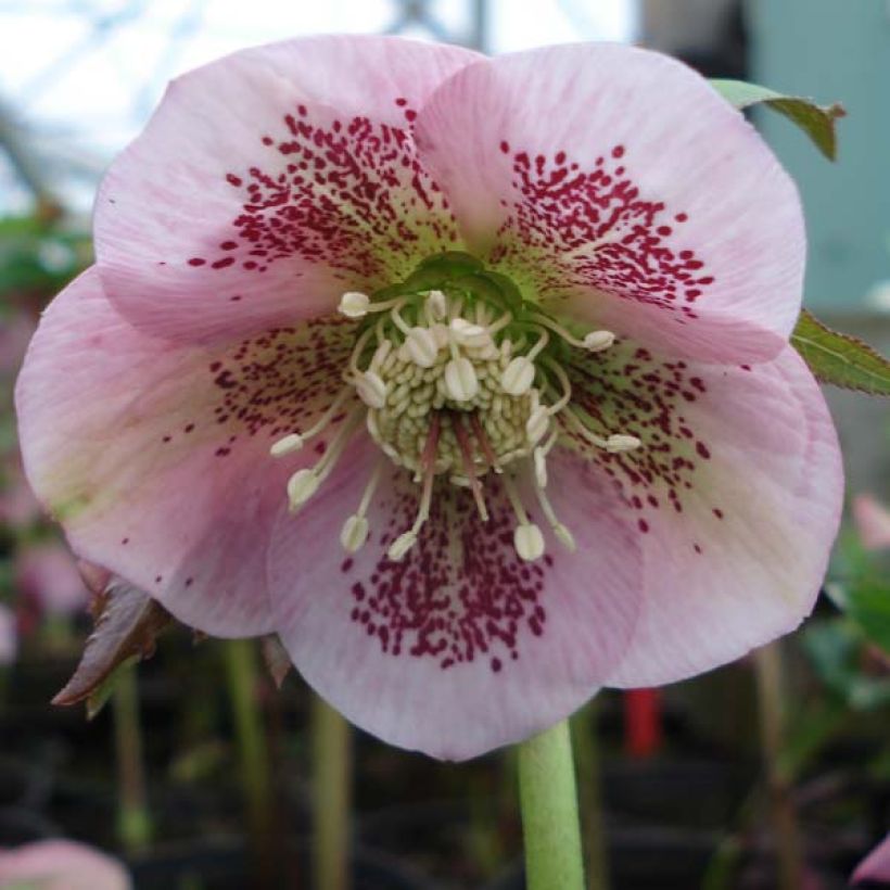 Helleborus orientalis Pink Spotted (Floração)