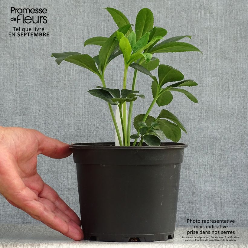Amostra de Helleborus orientalis Vermelha Vaso de 2 L/3 L tal como entregue no outono