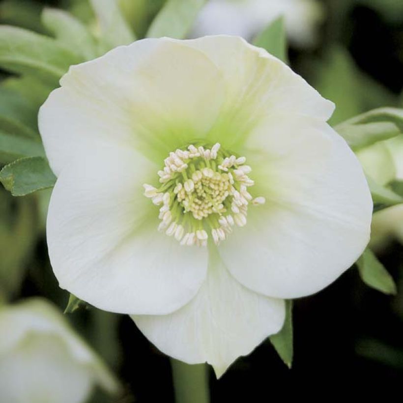 Helleborus orientalis Branca (Floração)
