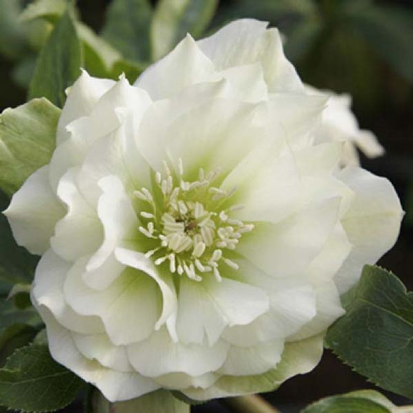 Helleborus orientalis Double Branca (Floração)
