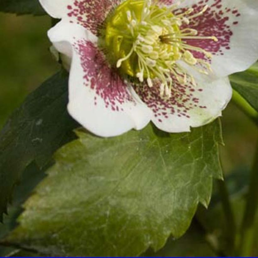 Helleborus orientalis Blanc guttatus (Folhagem)
