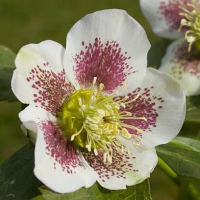 Helleborus orientalis Blanc guttatus (Floração)