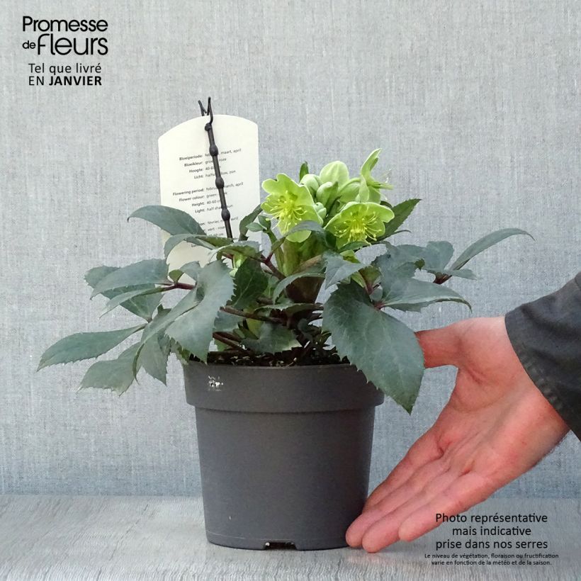 Amostra de Hellébore sternii Boughton Beauty Vaso de 1 L/1,5 L tal como entregue no inverno