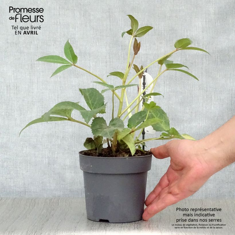 Amostra de Helleborus sternii Boughton Beauty Vaso de 1 L/1,5 L tal como entregue na primavera