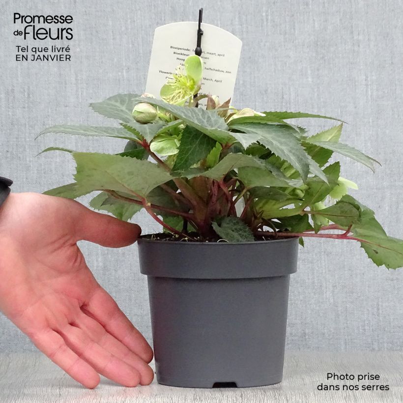 Amostra de Hellébore sternii Grey Star - Hellébore de Stern Vaso de 8/9 cm tal como entregue no inverno