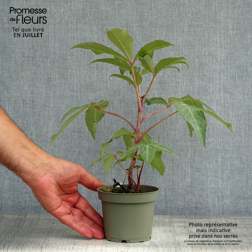 Amostra de Helleborus sternii - Heléboro rosa Vaso de 12 cm/13 cm tal como entregue no verão