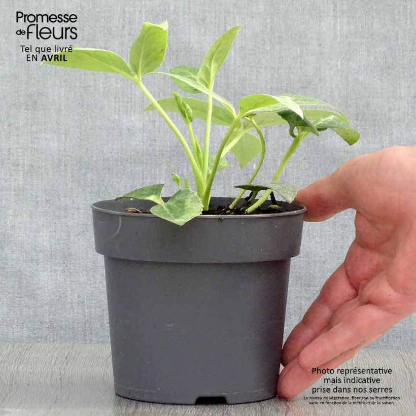 Amostra de Helleborus sternii - Heléboro rosa Vaso de 12 cm/13 cm tal como entregue na primavera