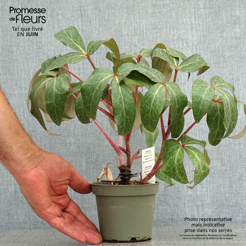 Amostra de Helleborus sternii - Heléboro rosa Vaso de 1 L/1,5 L tal como entregue no verão
