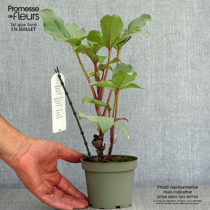 Amostra de Helleborus sternii Remi Vaso de 1 L/1,5 L tal como entregue no verão