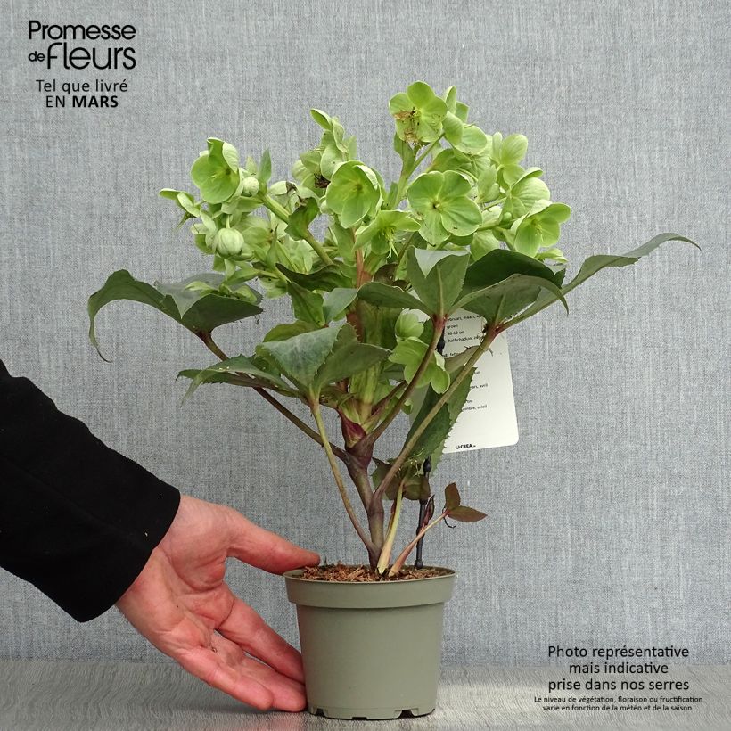 Amostra de Helleborus sternii Remi Vaso de 1 L/1,5 L tal como entregue na primavera