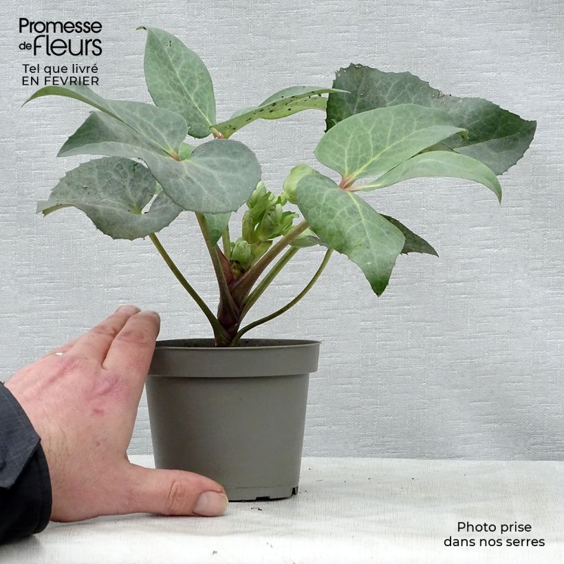 Amostra de Hellébore sternii Remi - Helleborus (x) sternii Vaso de 1 L/1,5 L tal como entregue no inverno