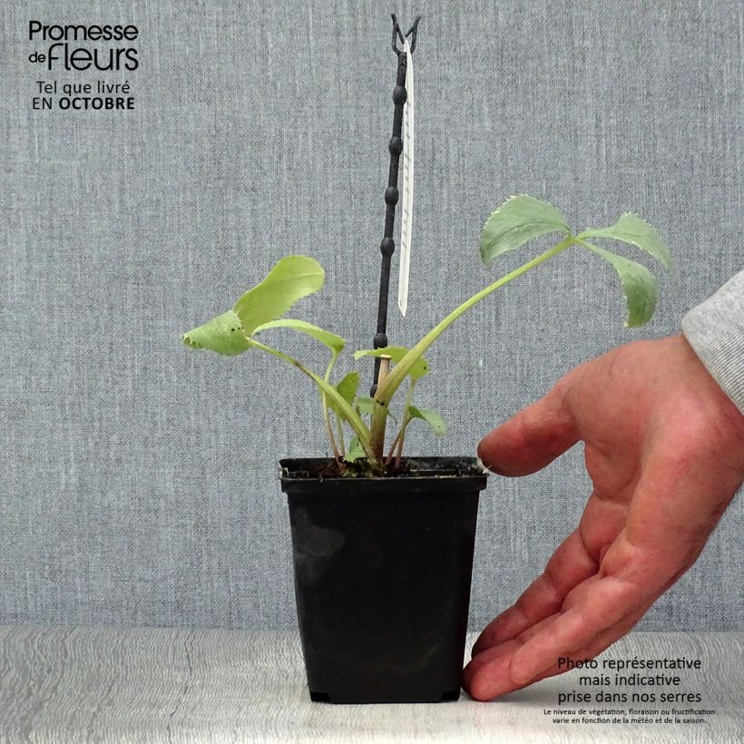 Amostra de Helleborus sternii Remi Vaso de 12 cm/13 cm tal como entregue no outono