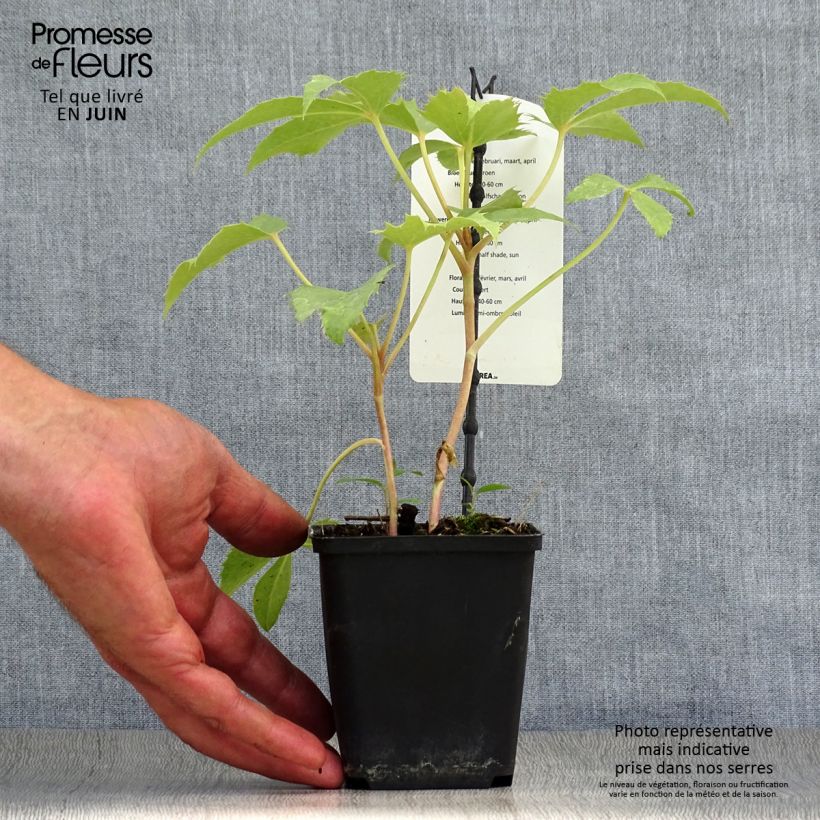 Amostra de Helleborus sternii Remi Vaso de 12 cm/13 cm tal como entregue no verão
