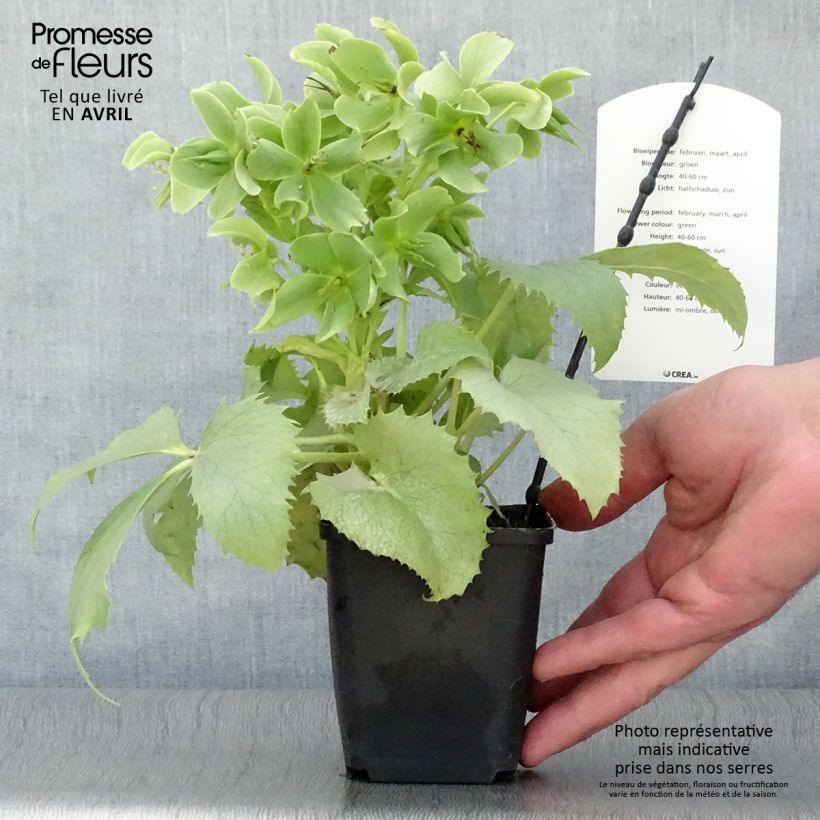 Amostra de Helleborus sternii Remi Vaso de 12 cm/13 cm tal como entregue na primavera