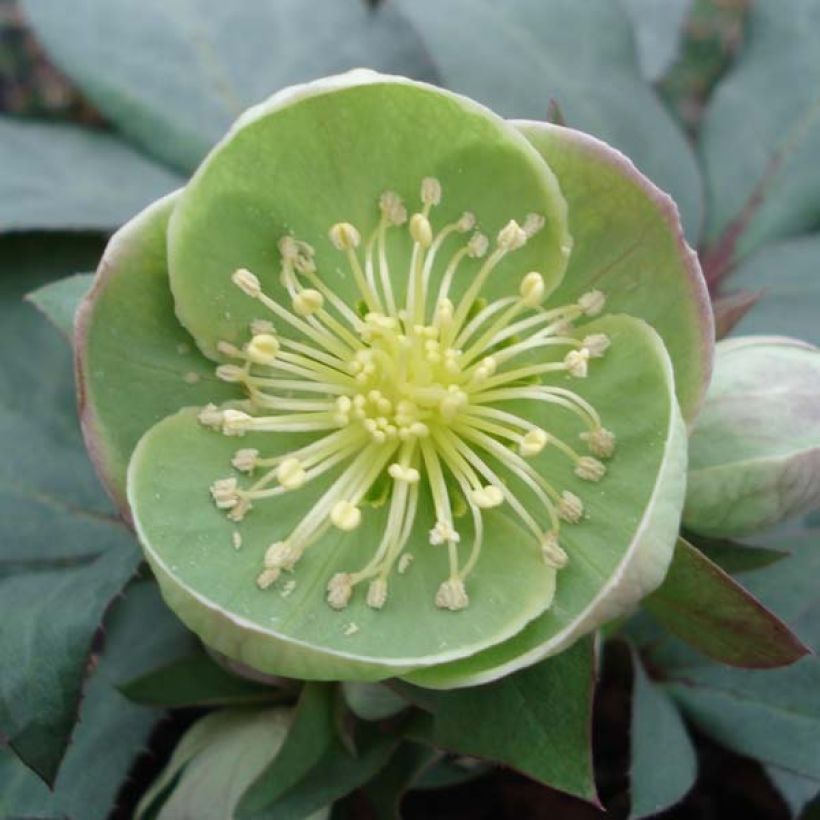 Helleborus sternii Grey Star (Floração)