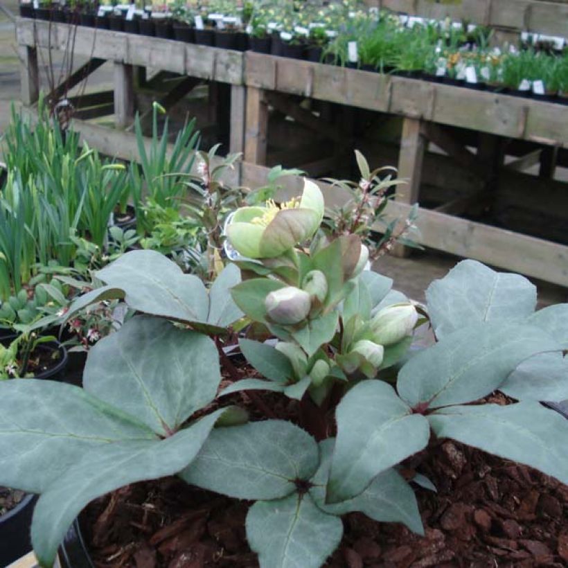 Helleborus sternii Grey Star (Hábito)