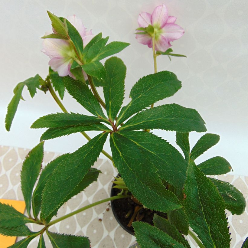 Helleborus torquatus Party Dress Hybriden (Folhagem)