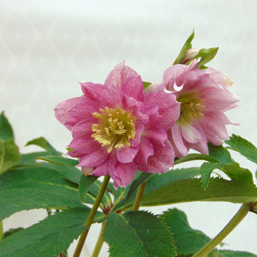 Helleborus torquatus Party Dress Hybriden (Floração)