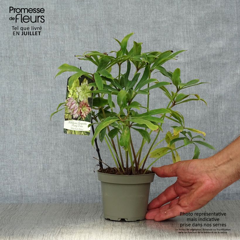 Amostra de Helleborus torquatus Party Dress Hybriden Vaso de 12 cm/13 cm tal como entregue no verão