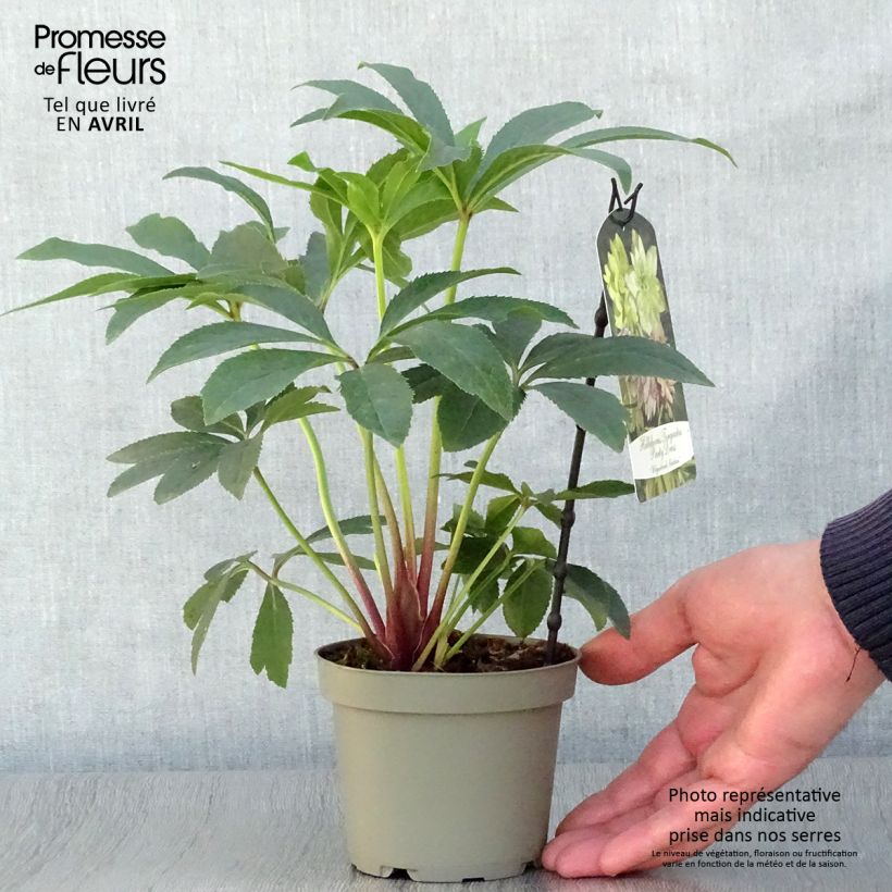 Amostra de Helleborus torquatus Party Dress Hybriden Vaso de 12 cm/13 cm tal como entregue na primavera