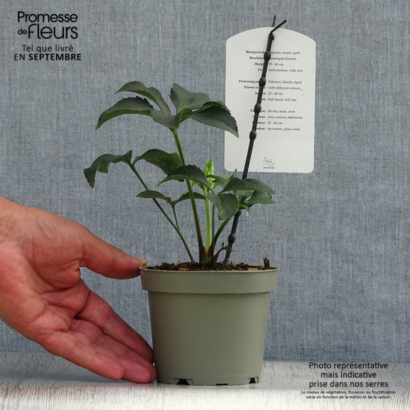 Amostra de Helleborus torquatus Party Dress Hybriden Vaso de 1 L/1,5 L tal como entregue no outono