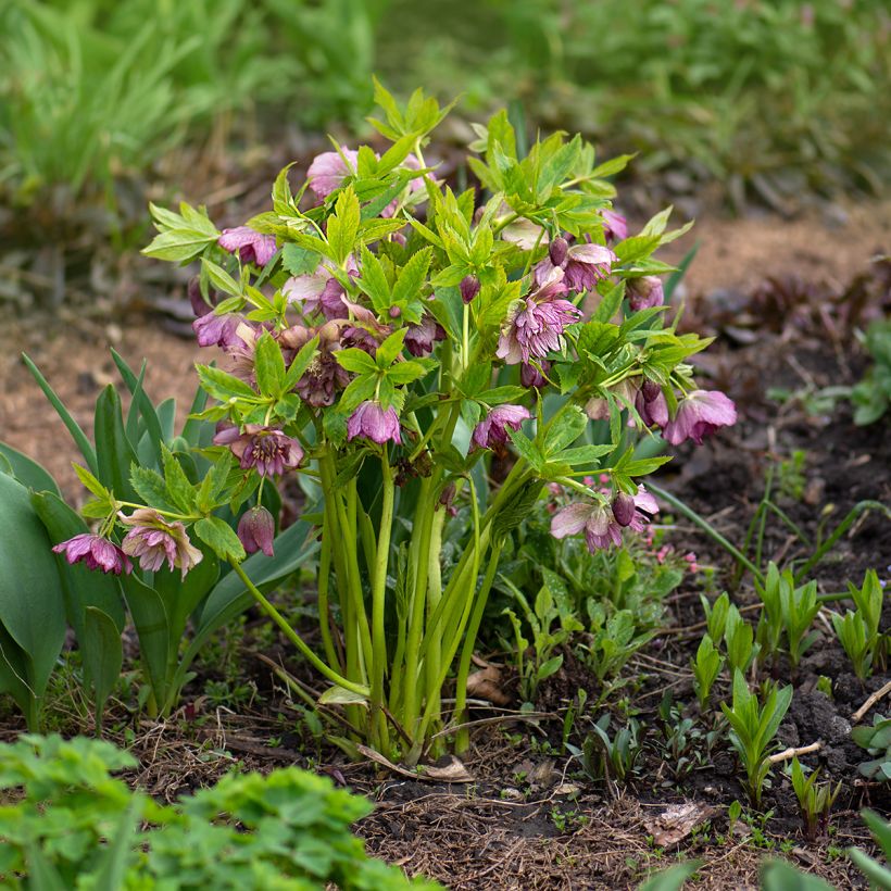 Helleborus torquatus Party Dress Hybriden (Hábito)