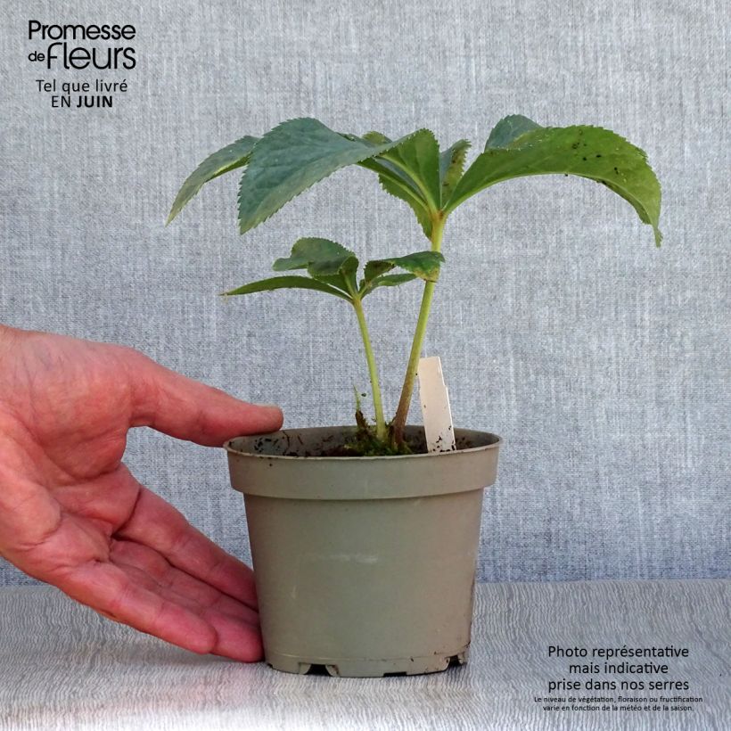 Amostra de Helleborus torquatus Vaso de 12 cm/13 cm tal como entregue no verão