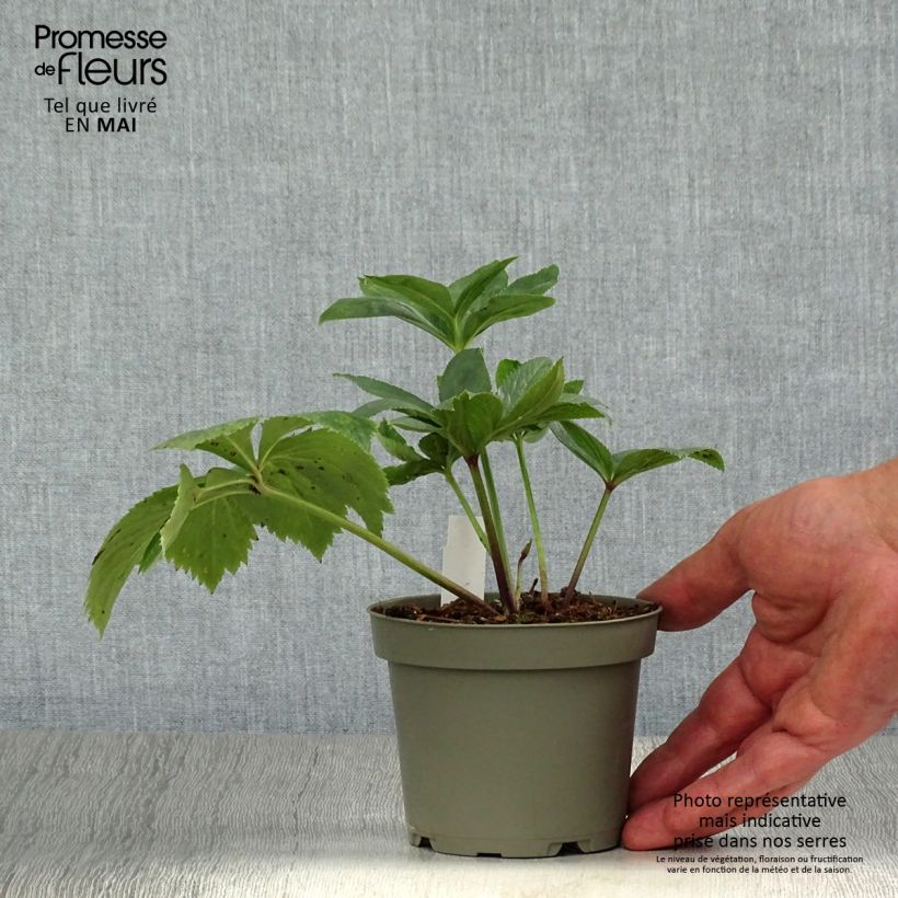 Amostra de Helleborus torquatus Vaso de 12 cm/13 cm tal como entregue na primavera