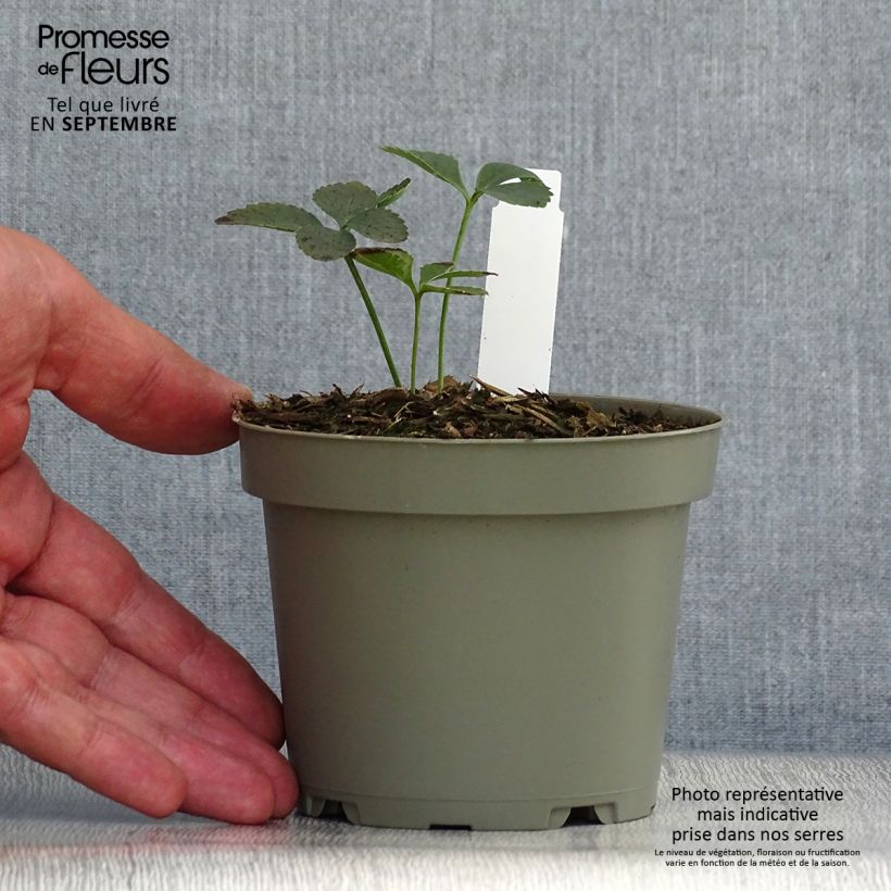 Amostra de Helleborus torquatus Vaso de 1 L/1,5 L tal como entregue no outono