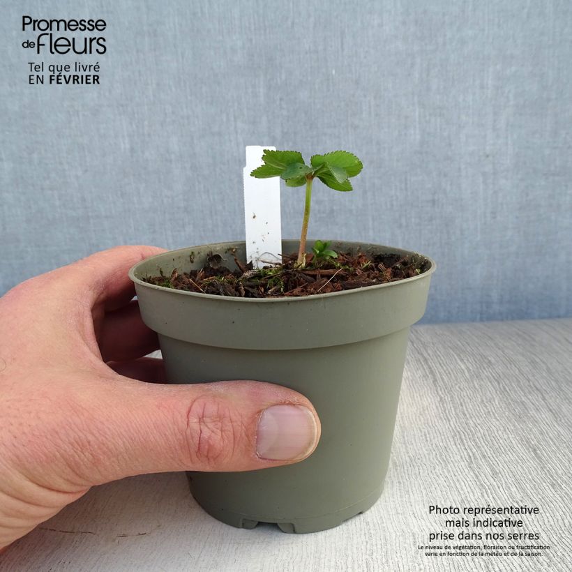 Amostra de Helleborus torquatus Vaso de 1 L/1,5 L tal como entregue no inverno