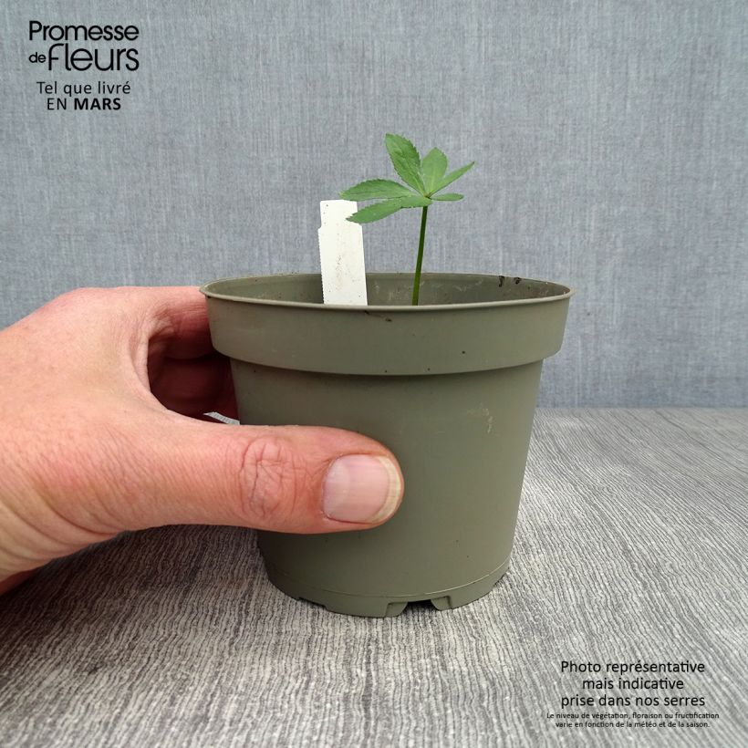 Amostra de Helleborus torquatus Vaso de 1 L/1,5 L tal como entregue na primavera