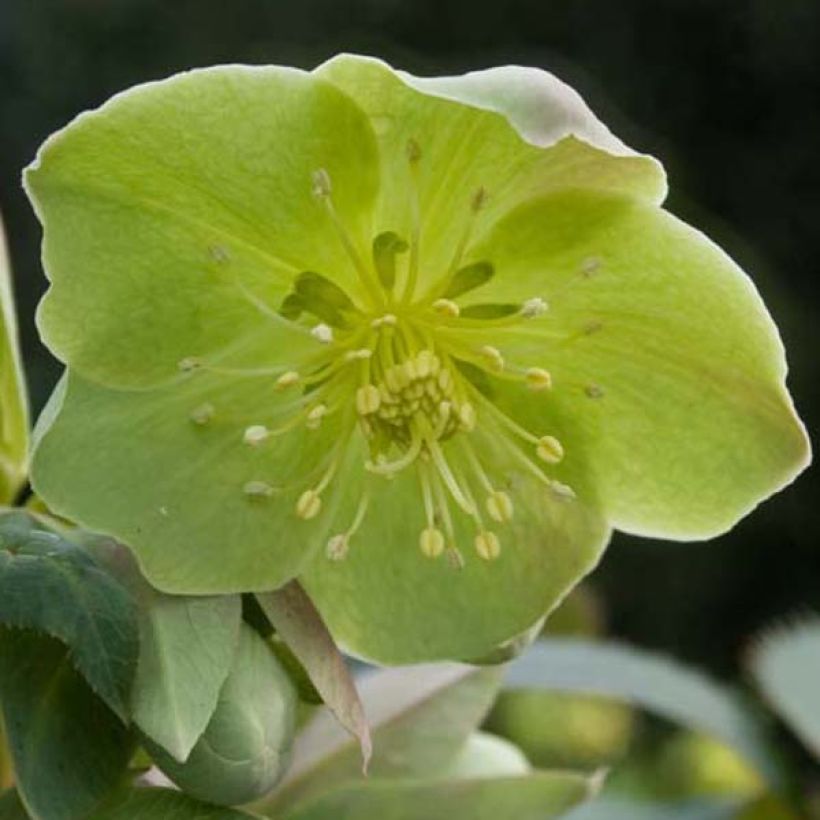 Helleborus sternii - Heléboro rosa (Floração)