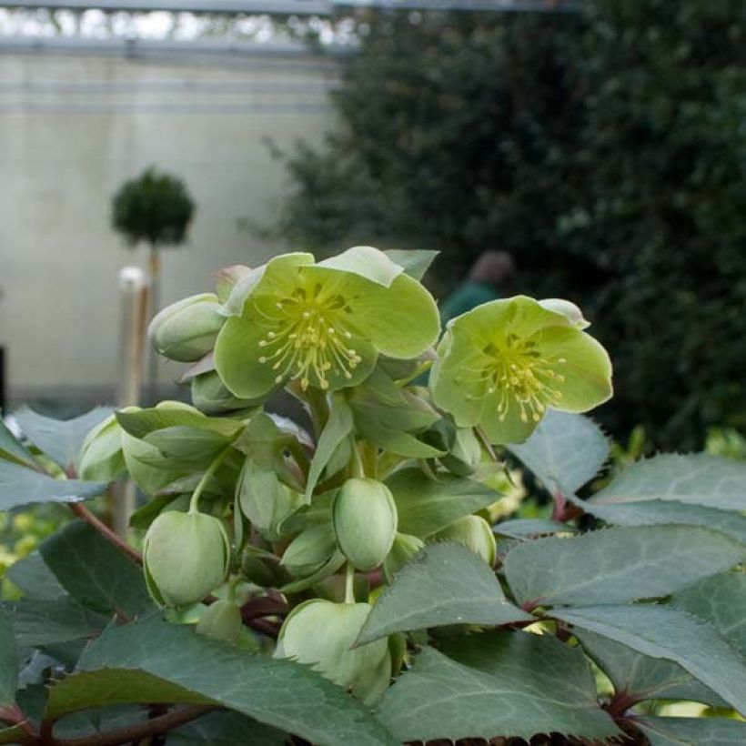 Helleborus sternii - Heléboro rosa (Hábito)
