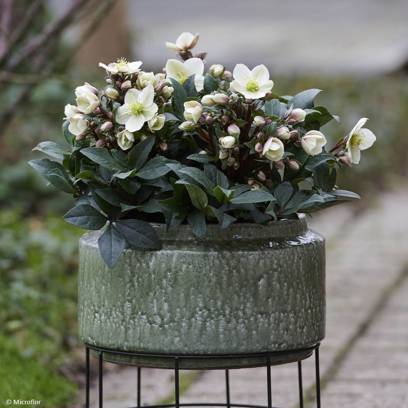 Helleborus orientalis ViV Olivia (Hábito)