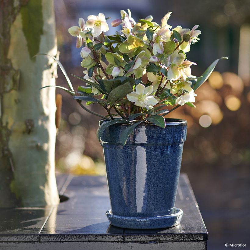 Helleborus orientalis ViV Valeria (Hábito)