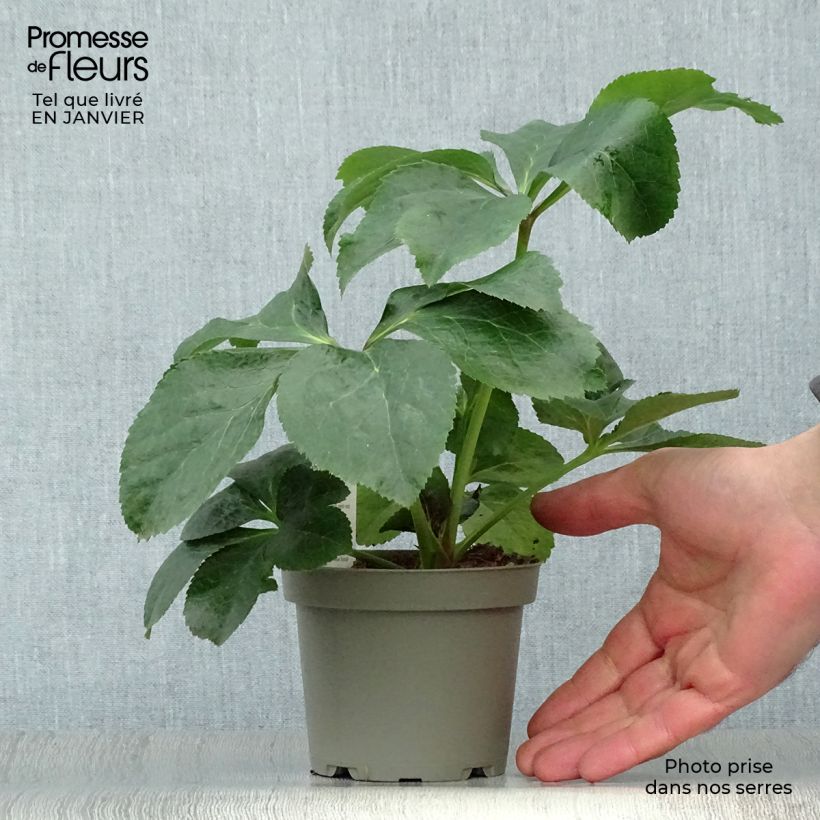 Amostra de Helleborus abchasicus - Hellébore d'Abkhazie Vaso de 12 cm/13 cm tal como entregue no inverno