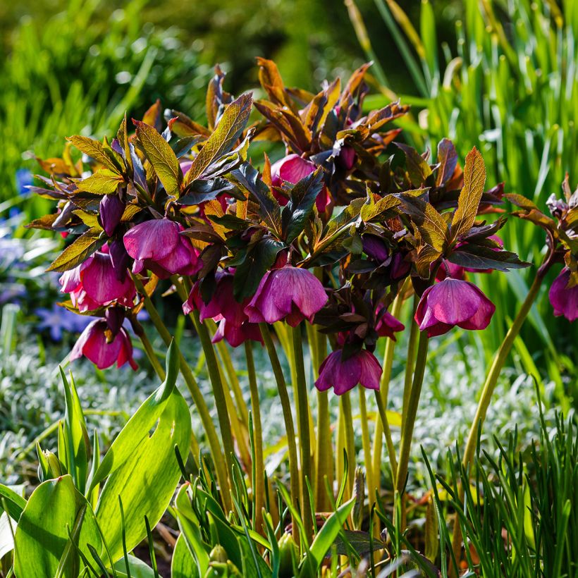 Helleborus orientalis subsp. abchasicus (Hábito)