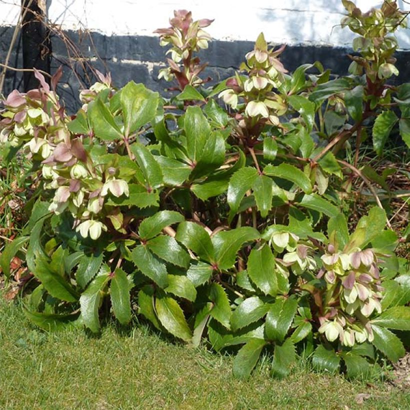 Helleborus argutifolius (Hábito)