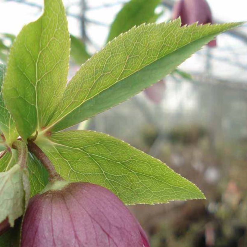 Helleborus orientalis Pink Green Centre (Folhagem)