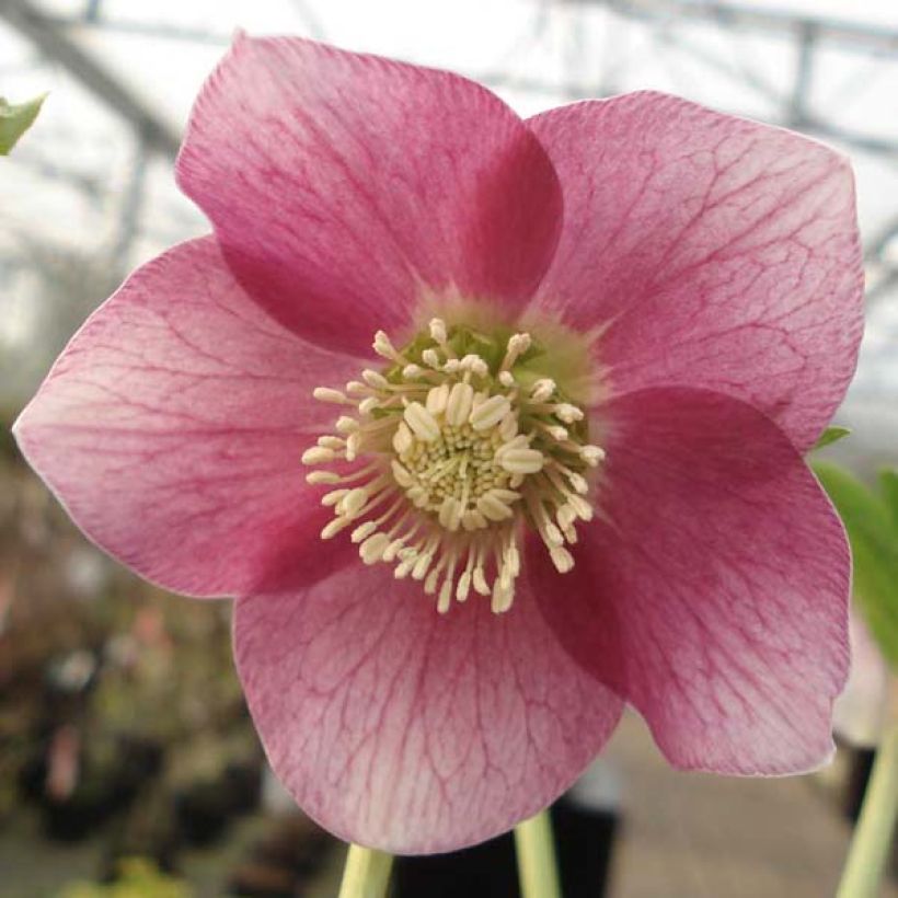 Helleborus orientalis Pink Green Centre (Floração)