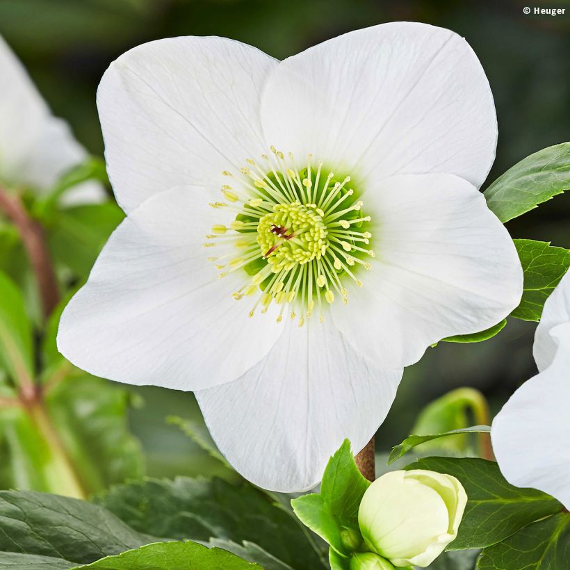 Helleborus lemperii Lisann (Floração)