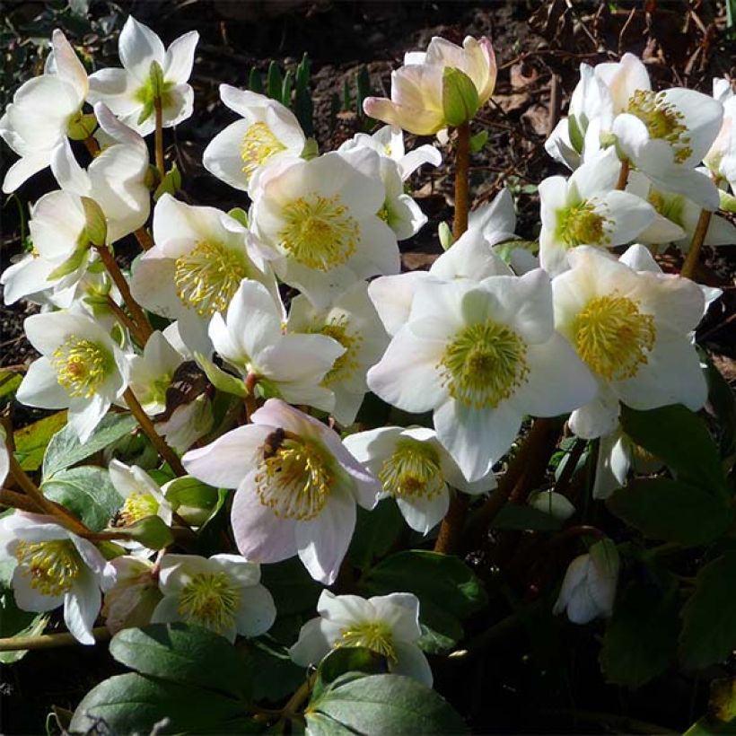 Helleborus niger - Rosa de natal branca (Floração)