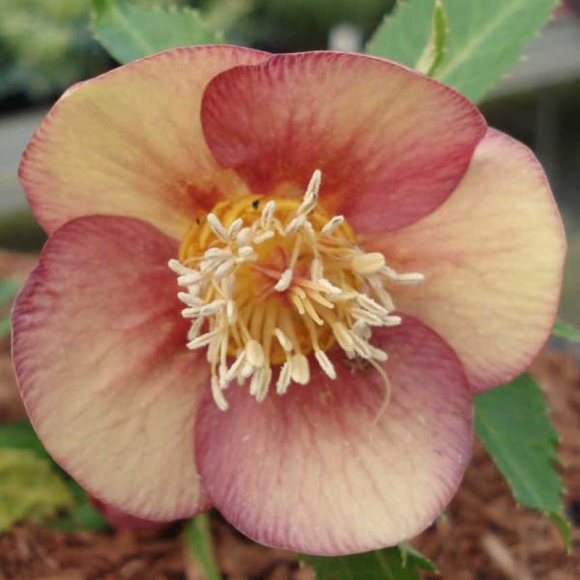 Helleborus orientalis Special Pink (Floração)